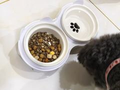 -天使宠物医院·犬猫分诊(彩虹店)