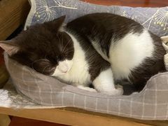 -猫小院猫主题咖啡厅(北锣店)