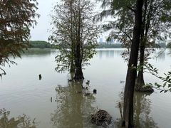 -海珠湖公园