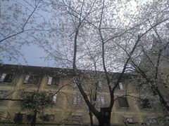 -武汉大学-樱园