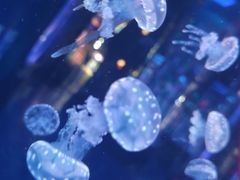 -左海海底世界
