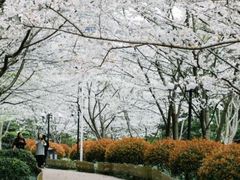 -陆家嘴中心绿地