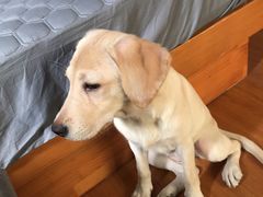 -翊宠yipet猫狗购宠庄园犬舍•猫舍