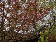 -上海佘山国家森林公园西佘山园