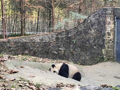 -都江堰中华大熊猫苑