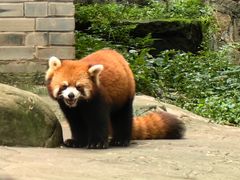 -都江堰中华大熊猫苑