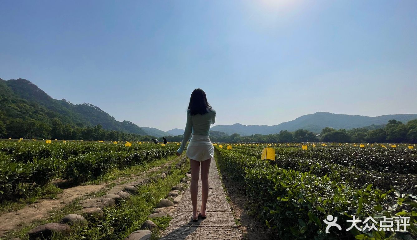 龙井茶园太好拍了