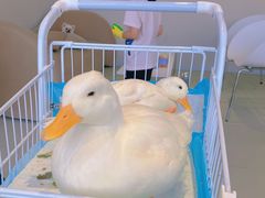 -怪兽屋·羊驼·猫咖·狗咖(俊华广场店)