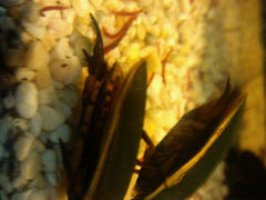 android_upload_pic-上海大自然野生昆虫馆
