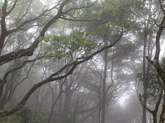-梧桐山风景名胜区