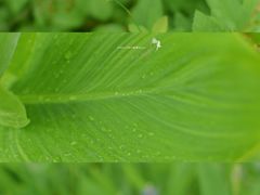 -西北湖绿化广场