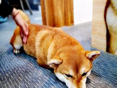 -柴源莊·柴小宠柴犬咖啡