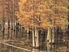 -白鹭湾湿地公园