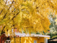 -三里屯东五街银杏大道