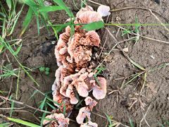 -古柏渡飞黄旅游区