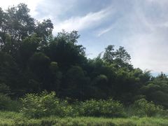 -九曲溪竹筏码头