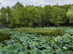 -长广溪湿地公园