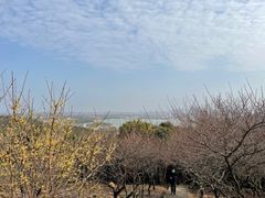 -香雪海