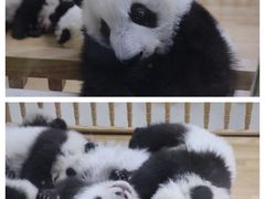 -成都大熊猫繁育研究基地