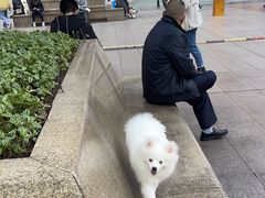 -蜜雪冰城(观音桥步行街店)