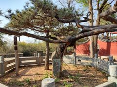 -泰山风景名胜区-普照寺