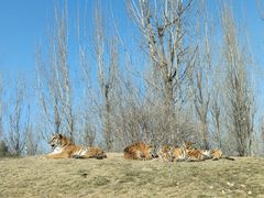 -北京野生动物园