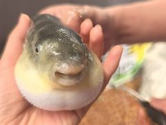 鲜活河豚-肆月河豚·新淮扬菜·烤鸭(中关村店)