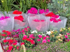 -三圣花乡旅游区