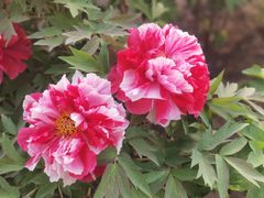 -莲花池公园