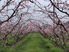 -桃花岛景观公园