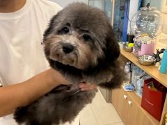 -翊宠yipet猫狗购宠庄园犬舍•猫舍