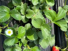 -甜心庄园·甜心草莓采摘园(西青中北店)