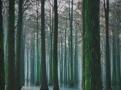 -渌洋湖湿地公园