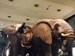 -美国自然历史博物馆