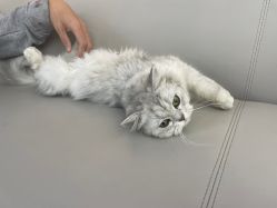 -风生造型