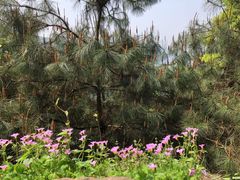 -铁山坪森林公园