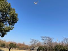-上海滨江森林公园