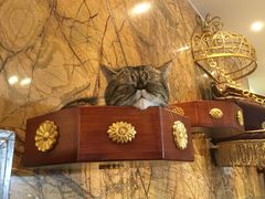 -more than meow吴止猫主题餐厅(承德 中船汇店)