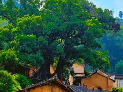 -杨家堂村
