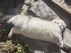 -喵屿·大理花园猫咖