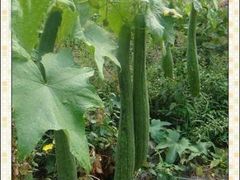 sigua副本-丫丫蟹庄·苏式园林农家乐·阳澄湖大闸蟹(阳澄湖莲花岛店)