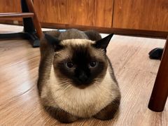 -有猫主题·治愈系猫咖(曾厝垵店)