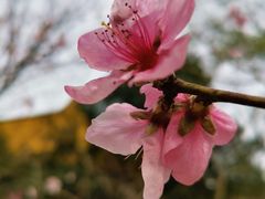 -上海市龙华烈士陵园