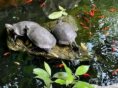 -谷咖啡·鲜花绿植花园餐厅