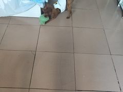 -北京恒爱动物医院(清景园分院)