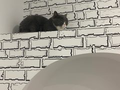 -白夜2D咖啡馆