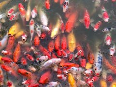 -松山湖梦幻百花洲
