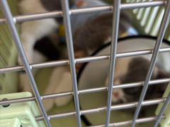 -伟伟宠物医院·瑞派猫友好医院·猫科(光谷店)