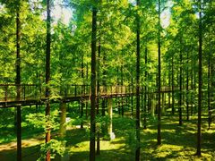 -黄海国家森林公园
