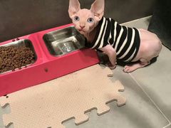 -喵zoo家庭繁育猫舍(尖东智能花园店)